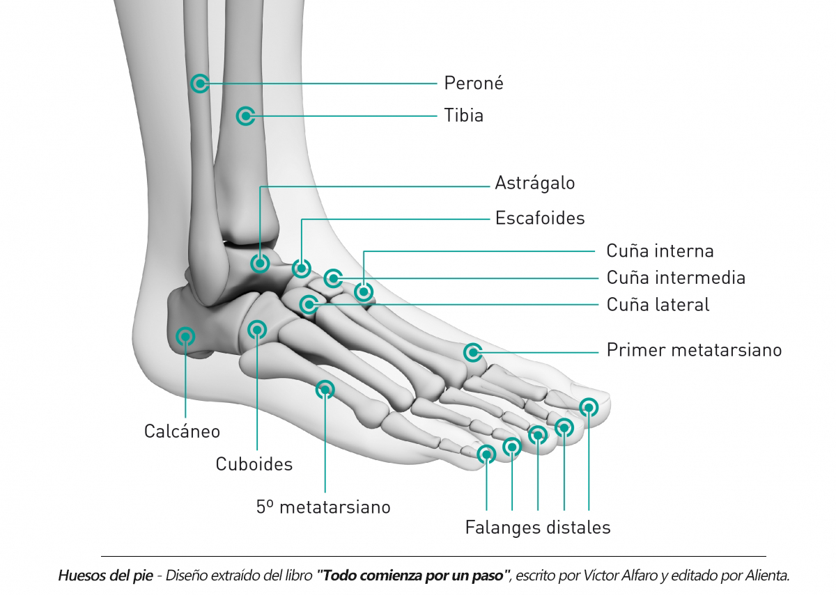 Reflexologia tobillo hot sale
