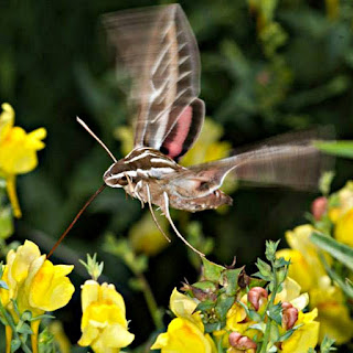 Hummingbird moth, photo by J.J.