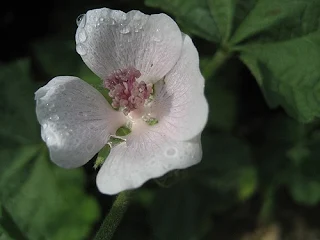 Marshmallow herb