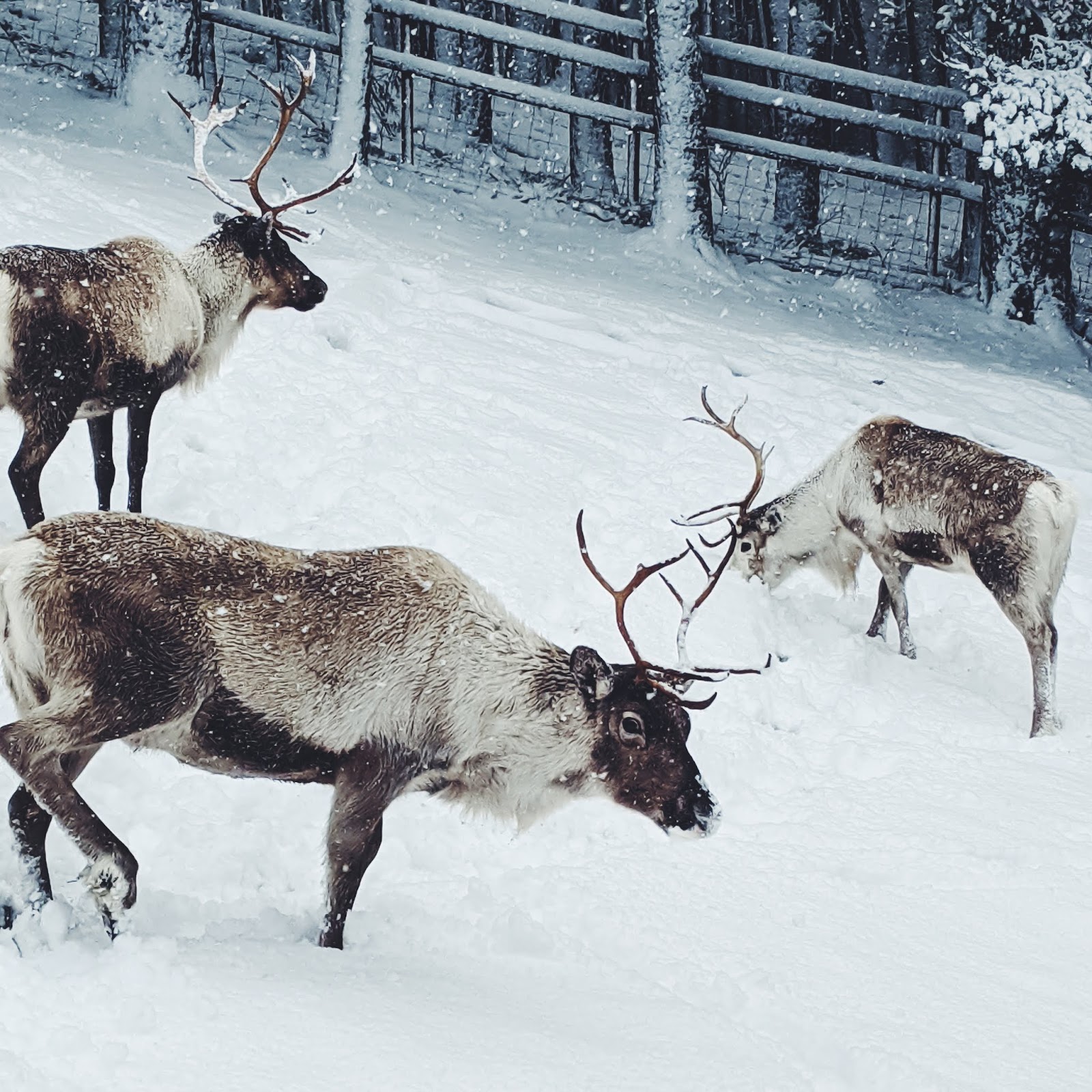 cairngorms reindeer centre aviemore liquidgrain liquid grain