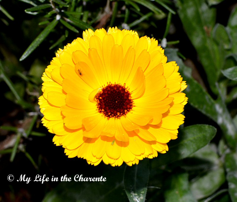 PhotoDiary: 12/11/2015 A trip around the garden in glorious weather yet ...
