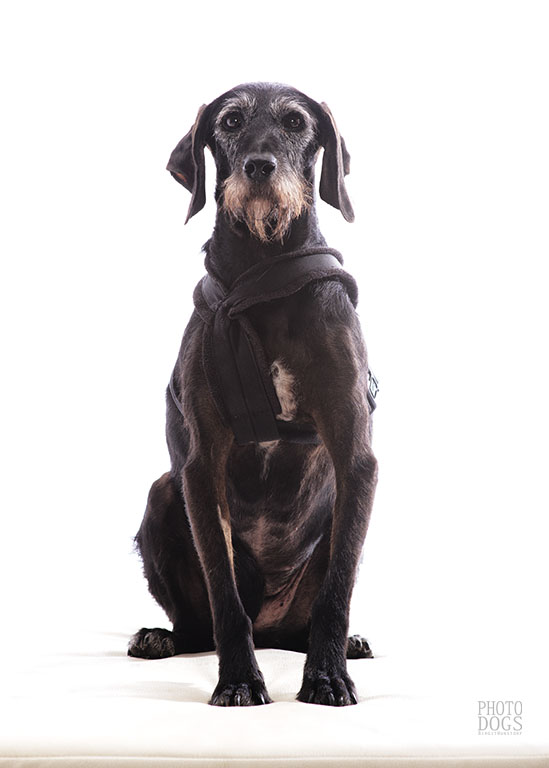 Photodogs Bloggt Zuhause Gesucht Buffa