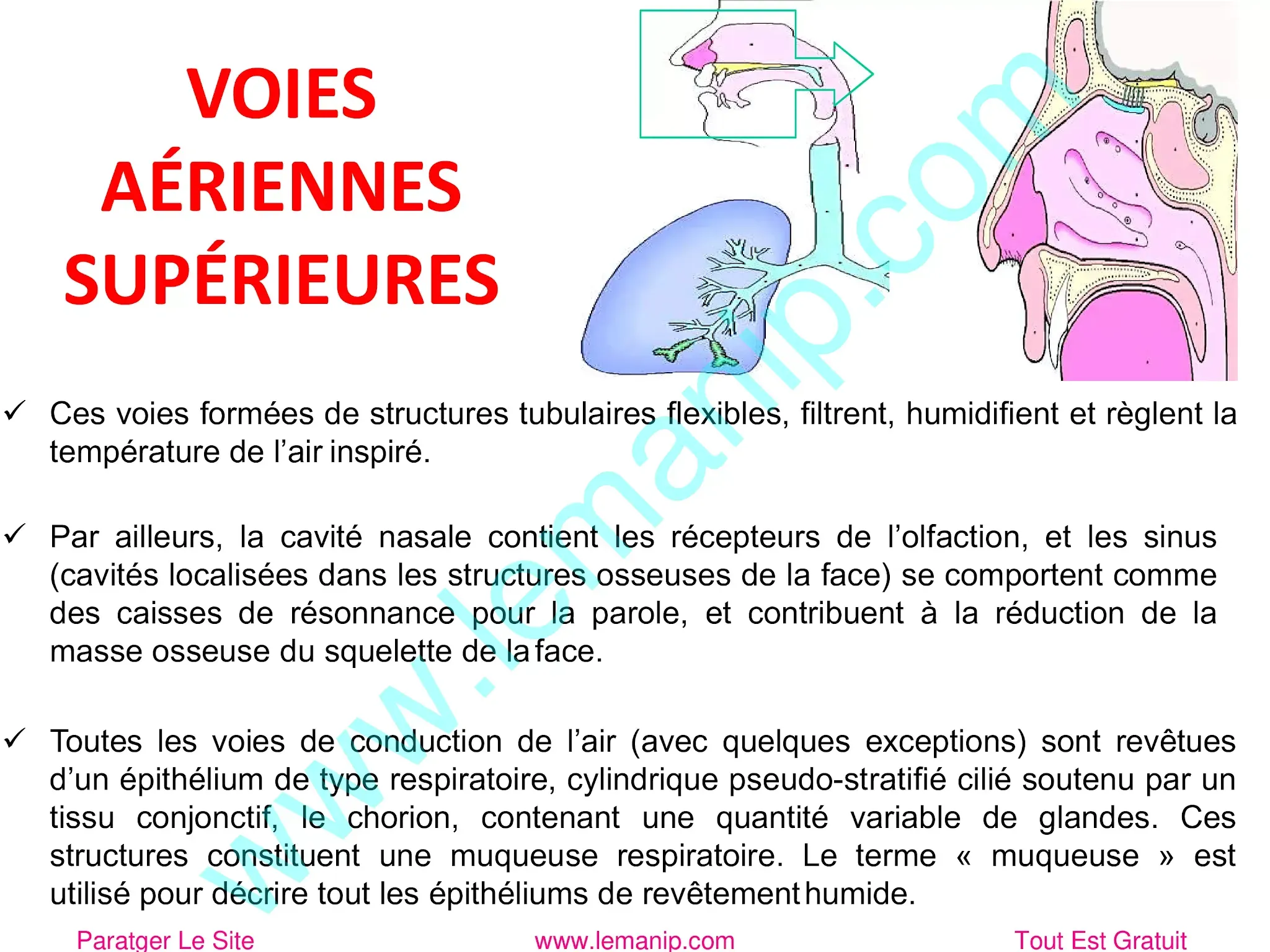 Voies aériennes supérieures