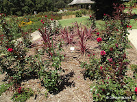 Red roses - Royal Botanic Gardens, Sydney, Australia