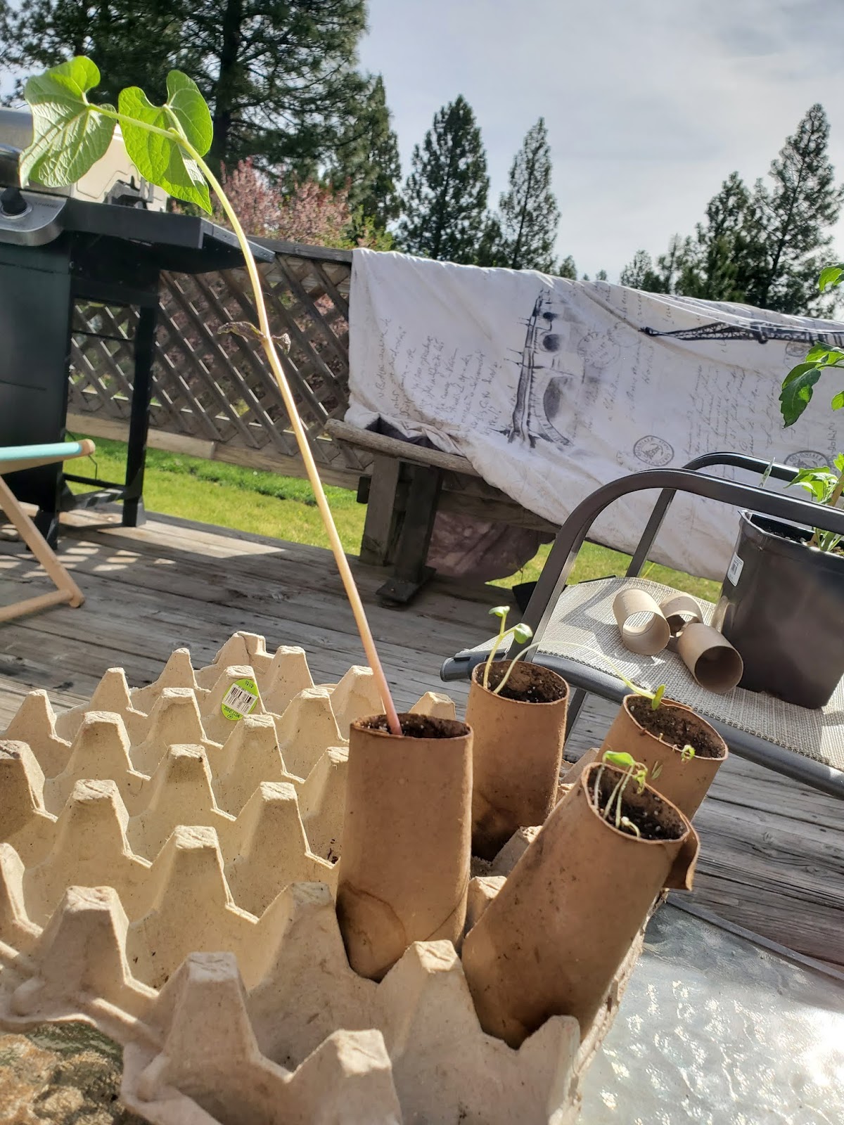 Toilet Paper Roll Planting