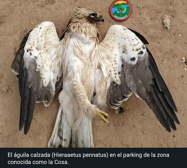 Un guarda rural encuentra muerta en águila calzada  en el Paisaje Protegido de la Desembocadura del río Mijares