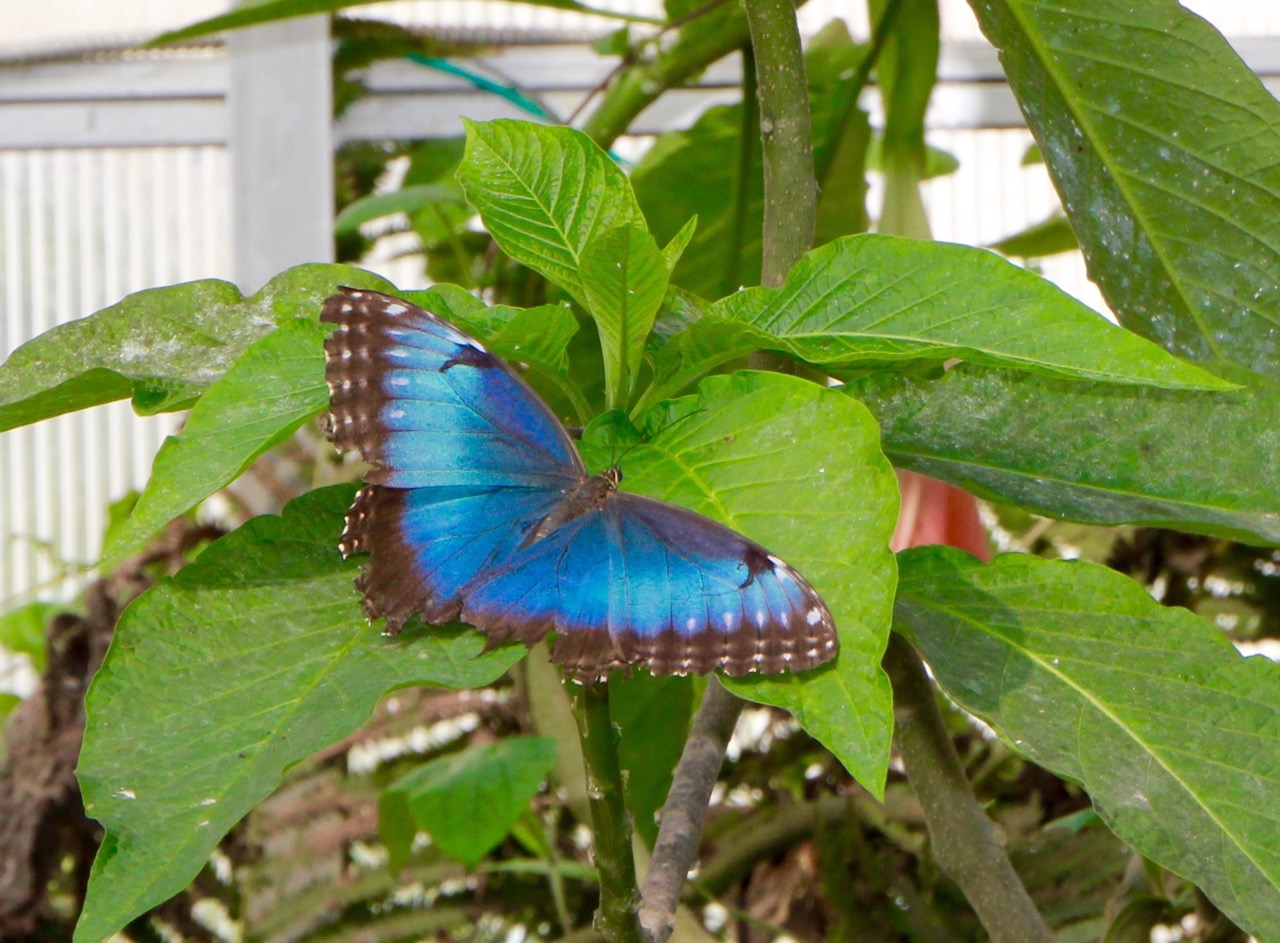 Beneath The Trap Door The Mackinac Island Butterfly House, Michigan
