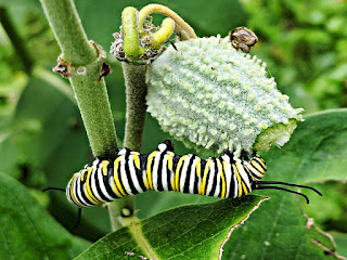 Monarch butterfly caterpillar (public domain photo)