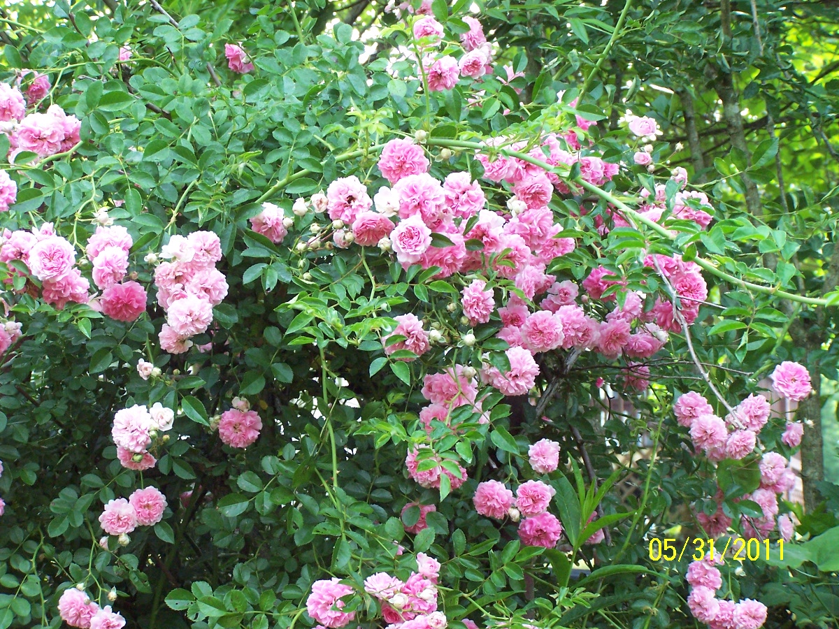 Jean the Plant Lady Little Blossoms, Big Rose Bush
