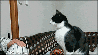 Cute Cat GIF • Polite cat wants some tenderness. ''Please my human pet me...'' [ok-cats.com]