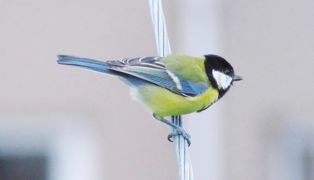 Great tit spotted near Waterville, Ireland