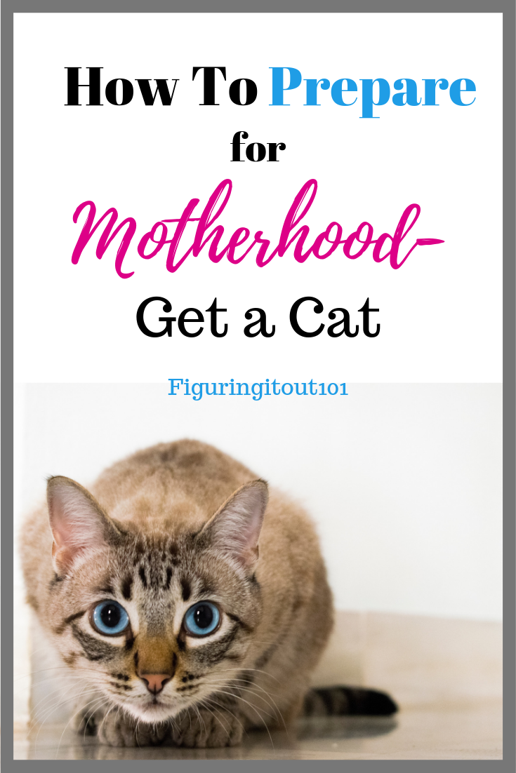 figuring-it-out-101-how-to-prepare-for-motherhood-get-a-cat