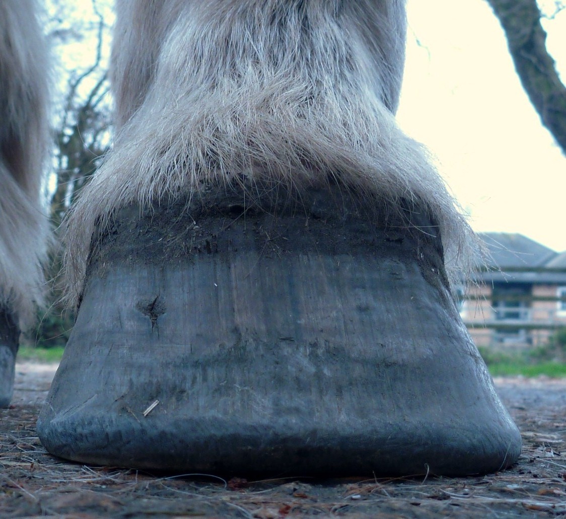 List 93+ Background Images Picture Of A Horse Hoof Full HD, 2k, 4k