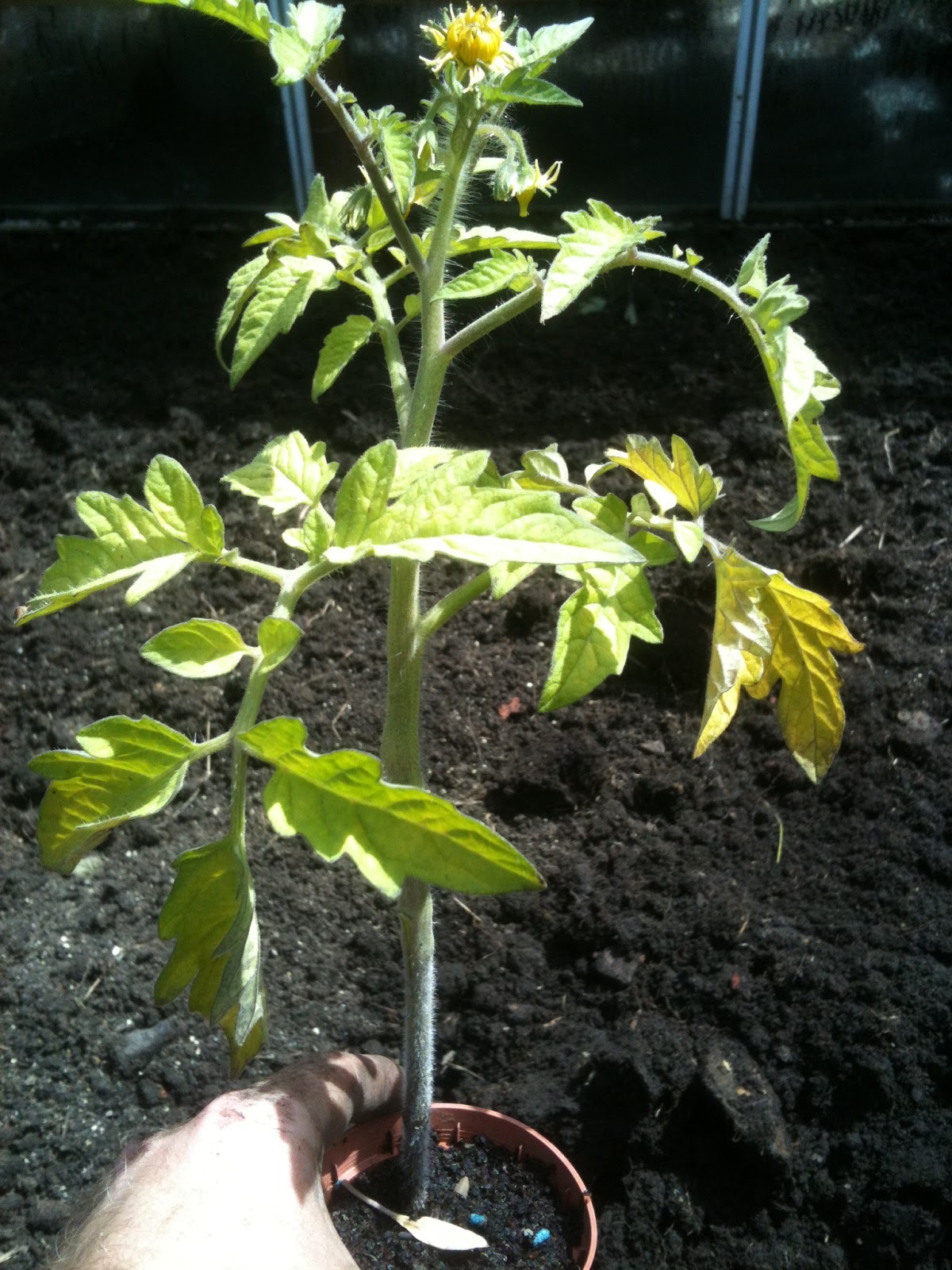 Planting Outdoor Tomatoes Life on Pig Row