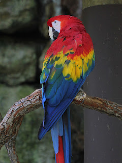 Macaw + Duplicate Level-Adjusted 209,148;  Mode Saturation; Opacity 100%