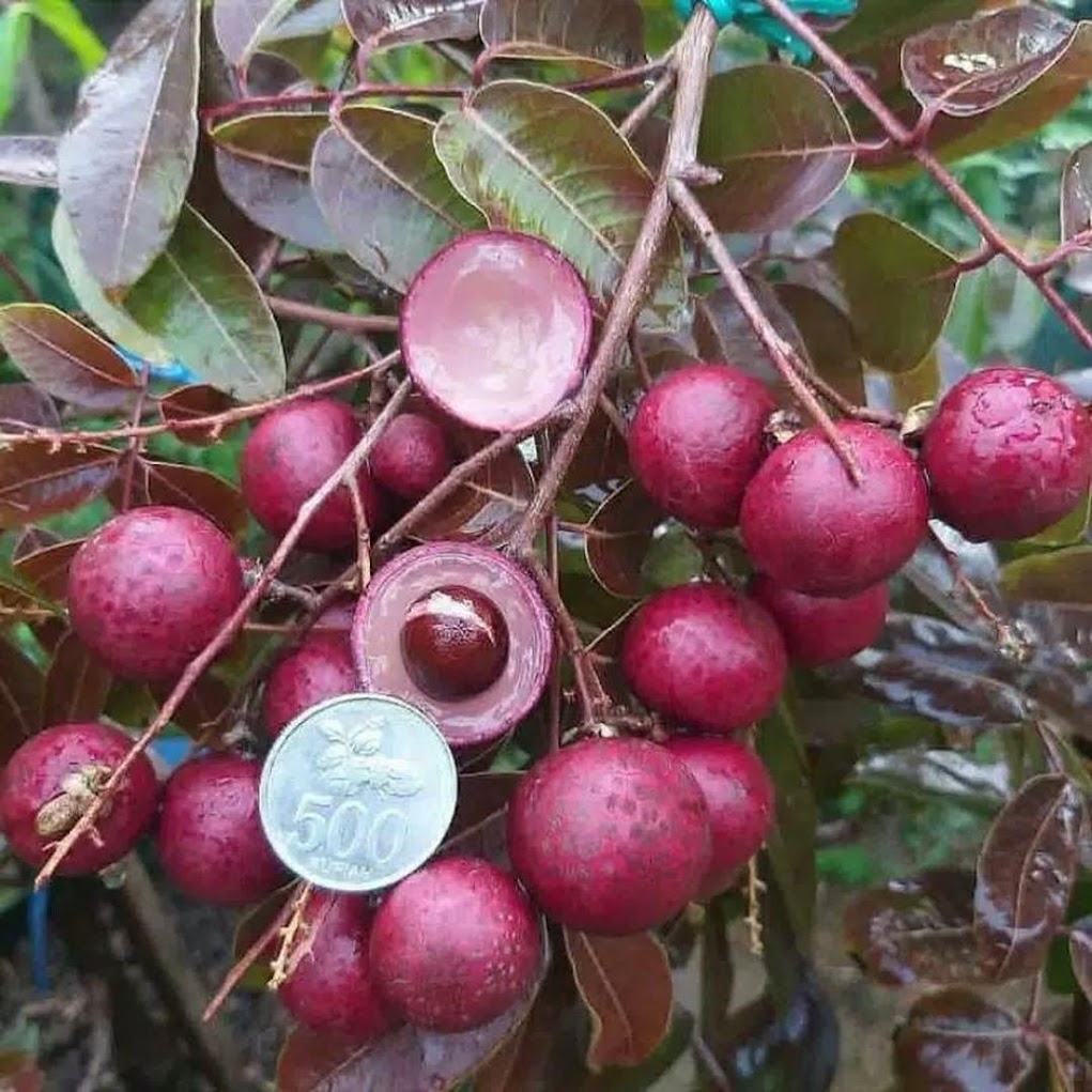 Bibit Kelengkeng merah okulasi super terlaris Sumatra Barat