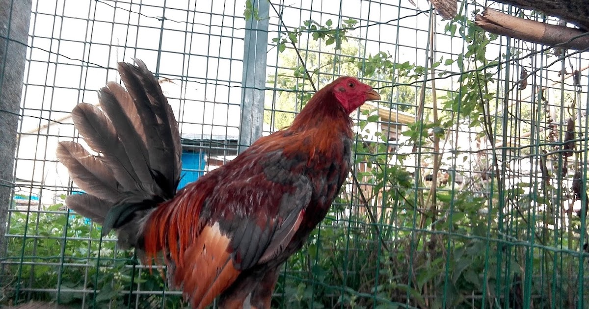 Coq De Combat Scan Vf Mise en reproduction Coq de Combat