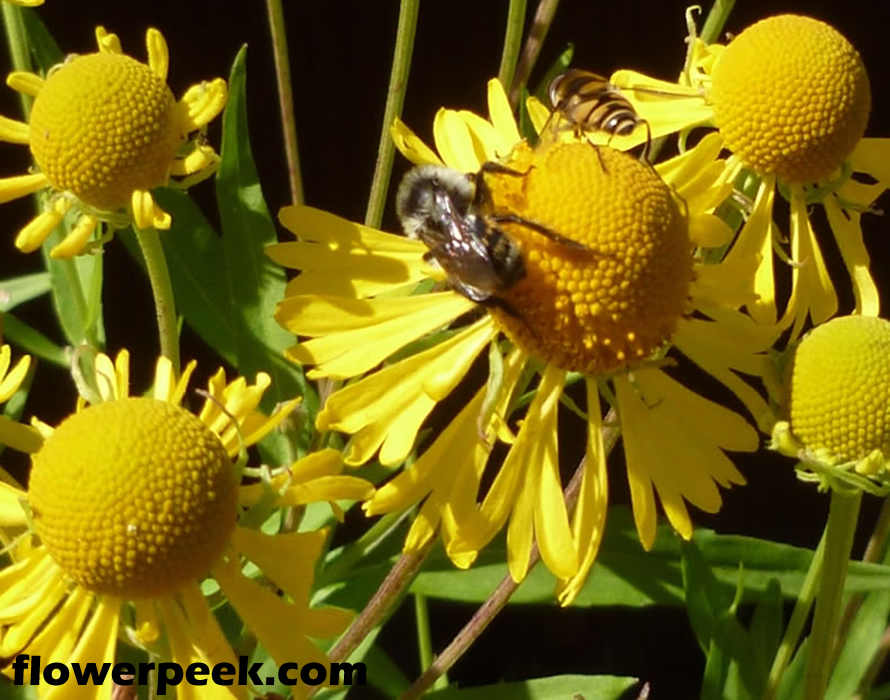 How to grow and care for Sneezeweed plant