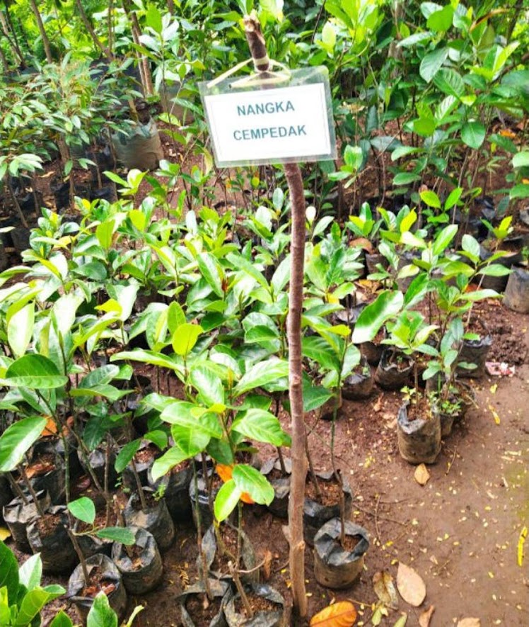 Bibit Nangka cempedak Maluku