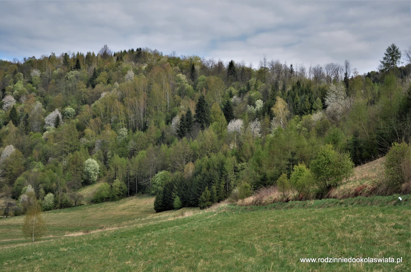 Wieża widokowa na Koziarzu z Tylmanowej Beskid Sądecki z dziećmi