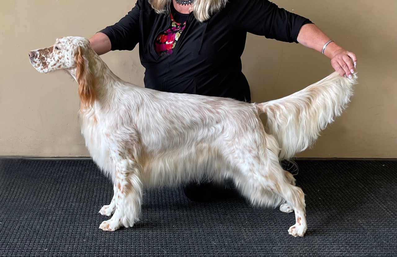 Linwood English Setters