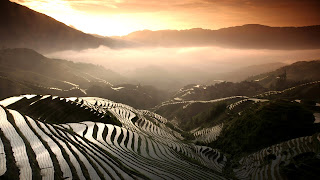 Rice Field Terrace HD Wallpaper