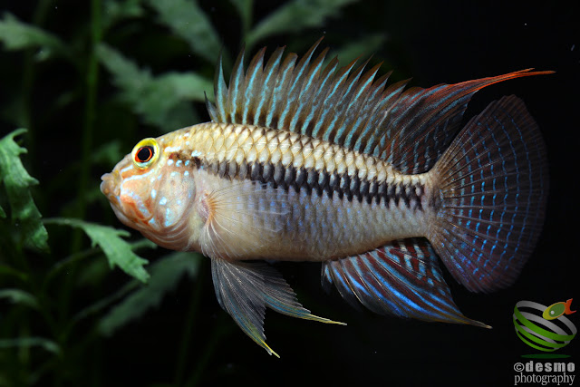 Apistogramma sp. unibrow / sp. D50