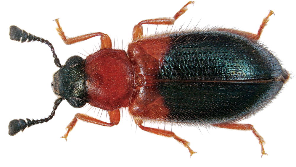 Necrobia ruficollis