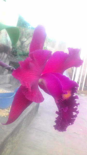 P 20170107 172024%255B1%255D