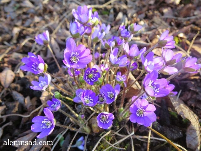 Hepatica nobilis, печеночница, благородная, перелеска, сиреневые цветы, весенние цветы, анемоны, трехлопастные листья, цветы печеночницы, аленин сад