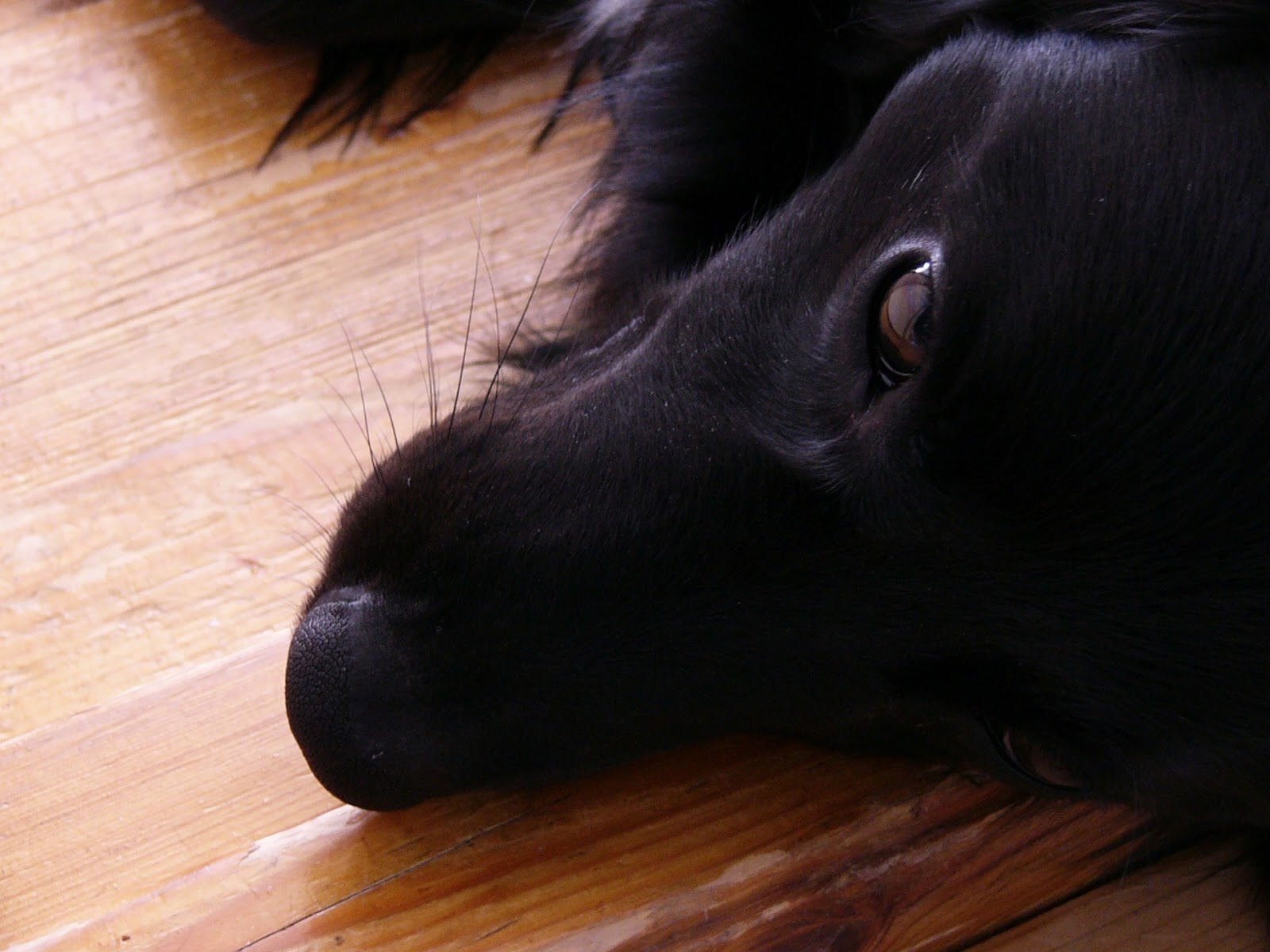 Черная собака год. Черная шкура пес. Маленькая черная собака.