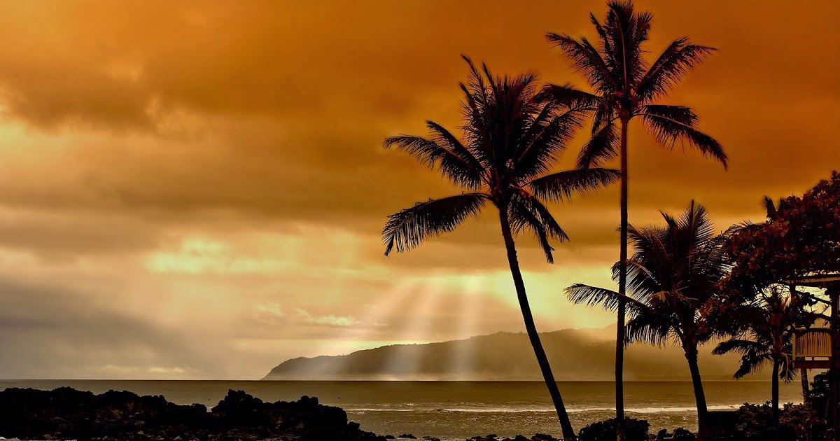 Bamboo hd wallpaper Palmbomen bij zonsondergang | HD Wallpapers