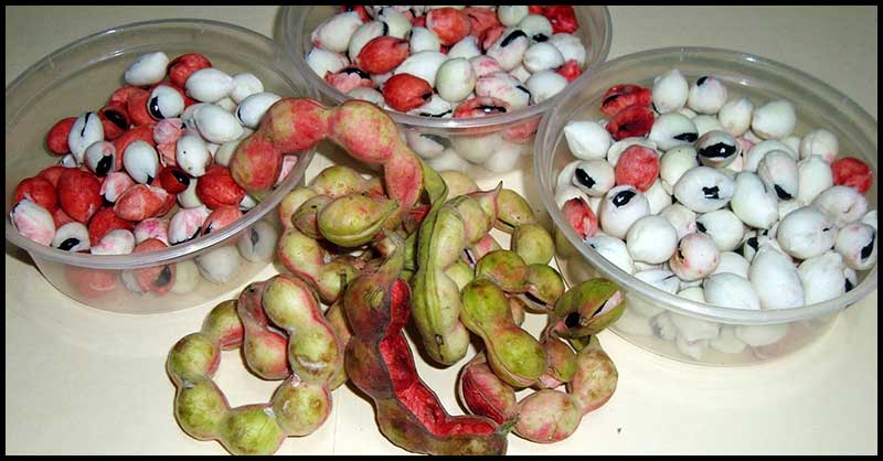 Reasons To Add Camachile To Our Daily Diet - Dr. Farrah MD