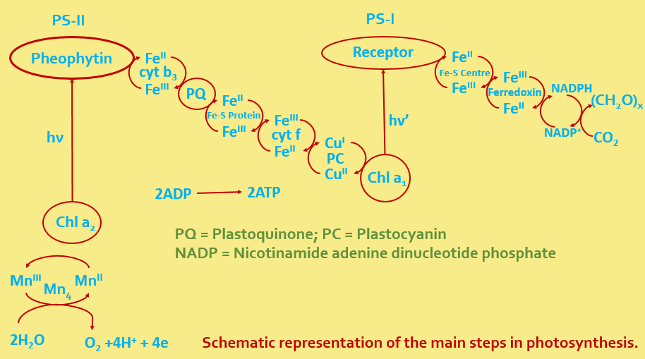 ELEMENTAL CHEMISTRY PHOTOSYNTHESIS