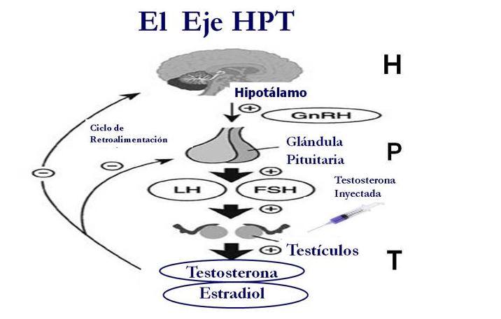 La esteroides anabolicos legales Misterio revelado