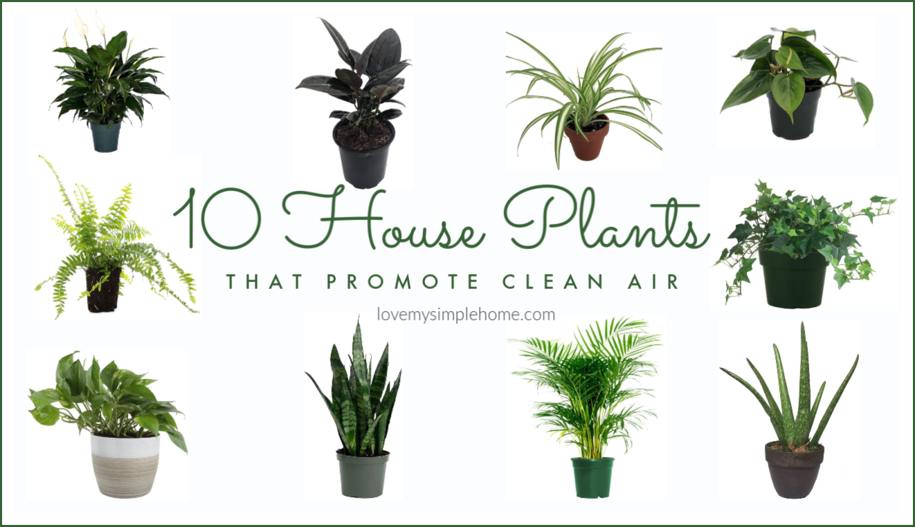 The Best Plants To Purify The Air In Your Home And How To Decorate With