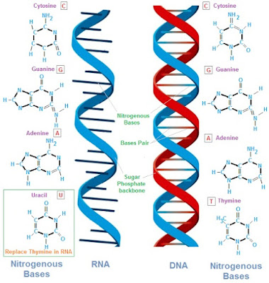 DNA dan RNA : Pengertian dan Struktur - EDUBIO