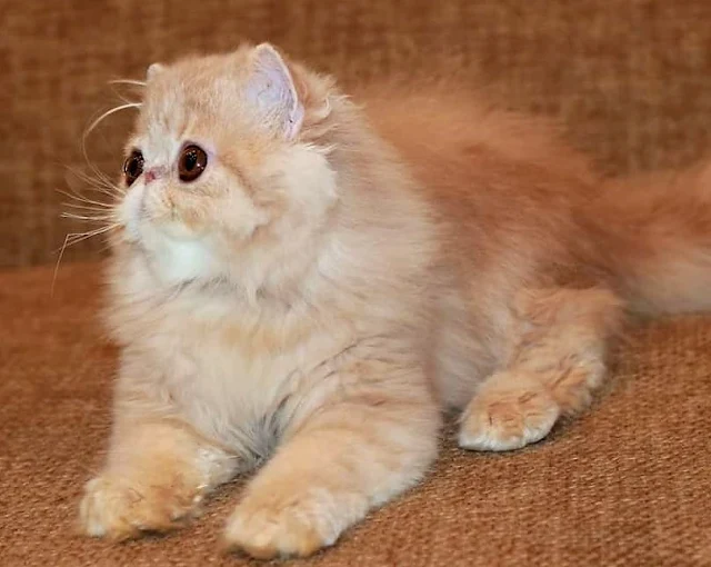 Brachycephalic Persian cat with bulging eyes and flat face