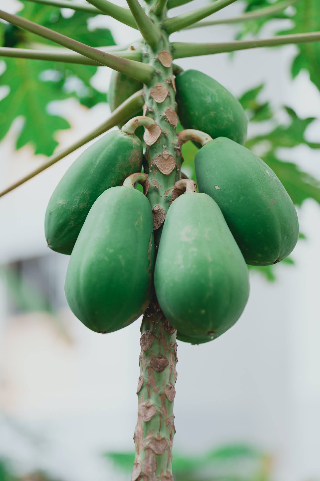 Ripe Papaya