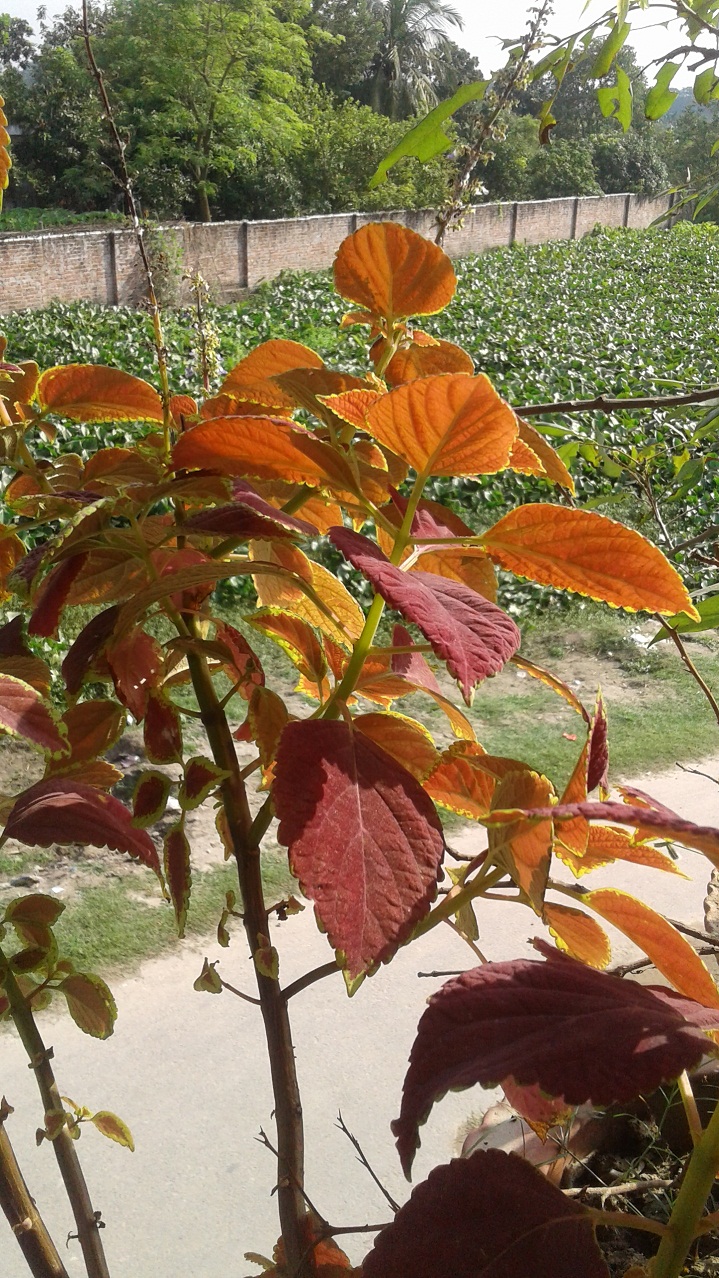 Primo E8+ review Camera Sample 2