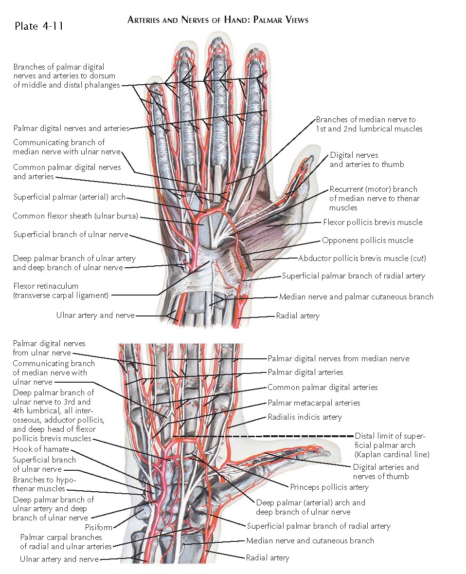 VASCULAR SUPPLY OF THE HAND AND FINGER pediagenosis