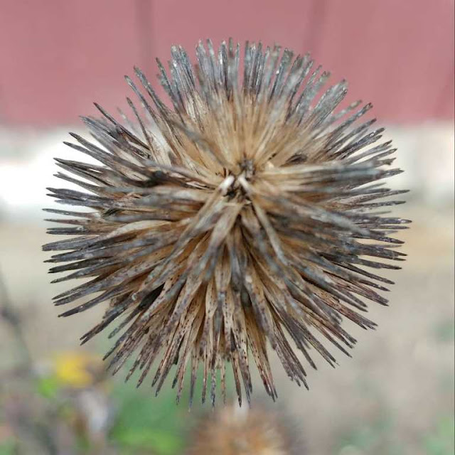 Coneflower seed pod