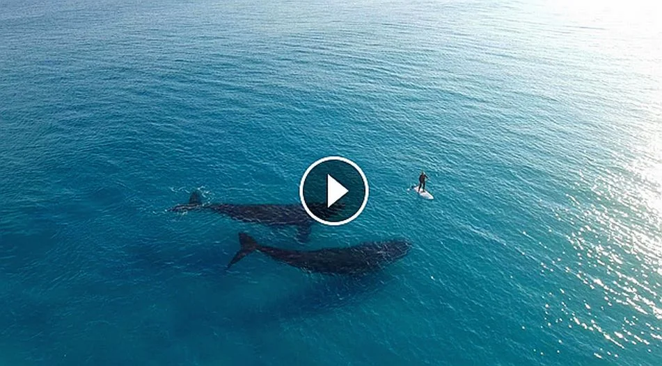 Paddle Boarding with Whales Esperance Australia