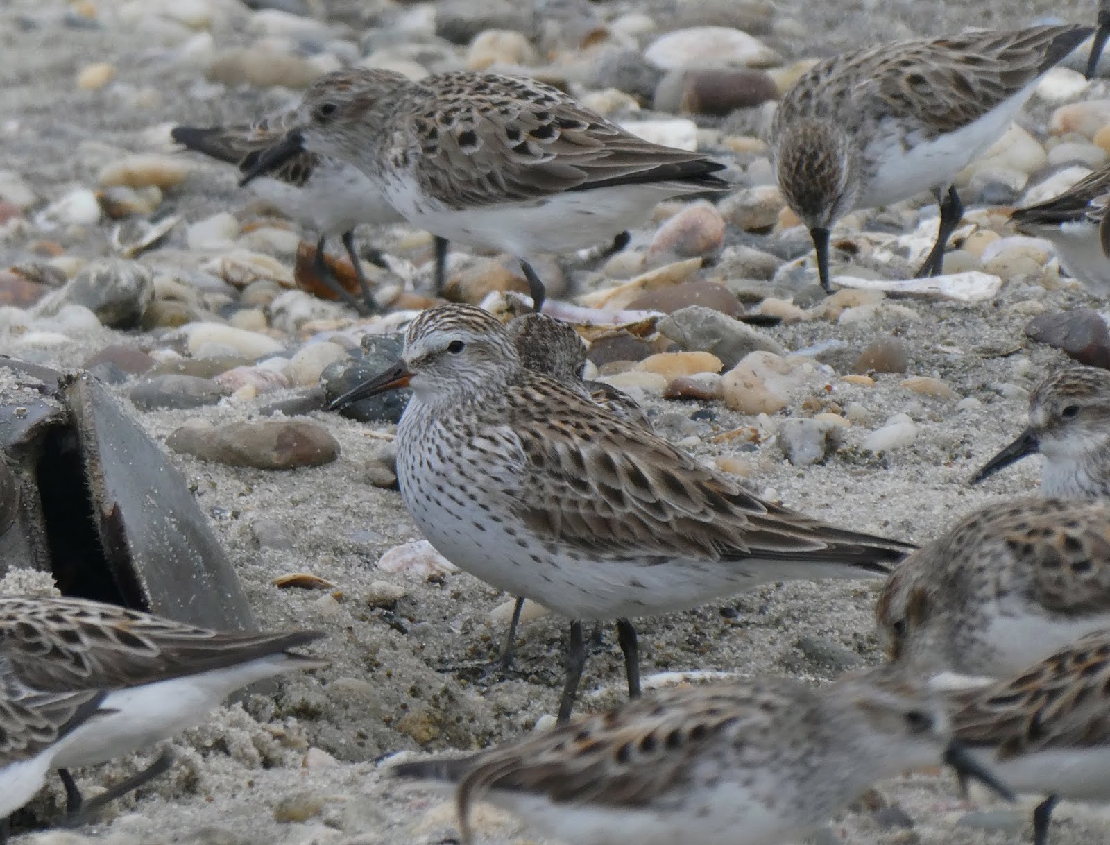 Northamptonshire Birding Delaware Shorebirds