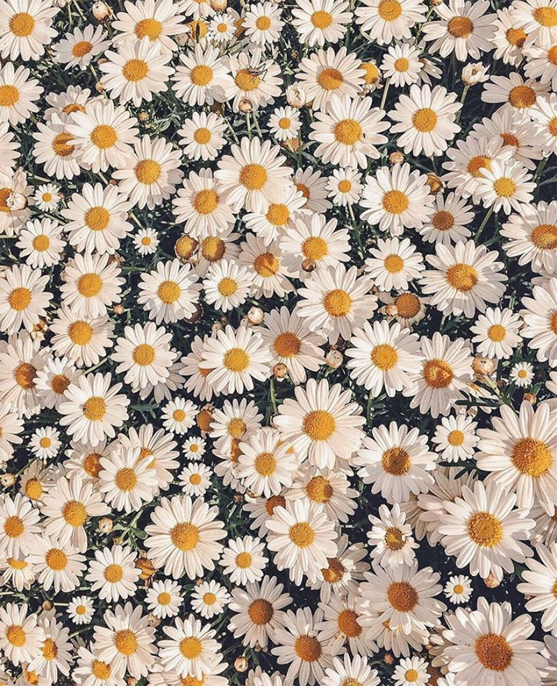 Compilation | Late-Spring Inspiration: Coming Up Daisies