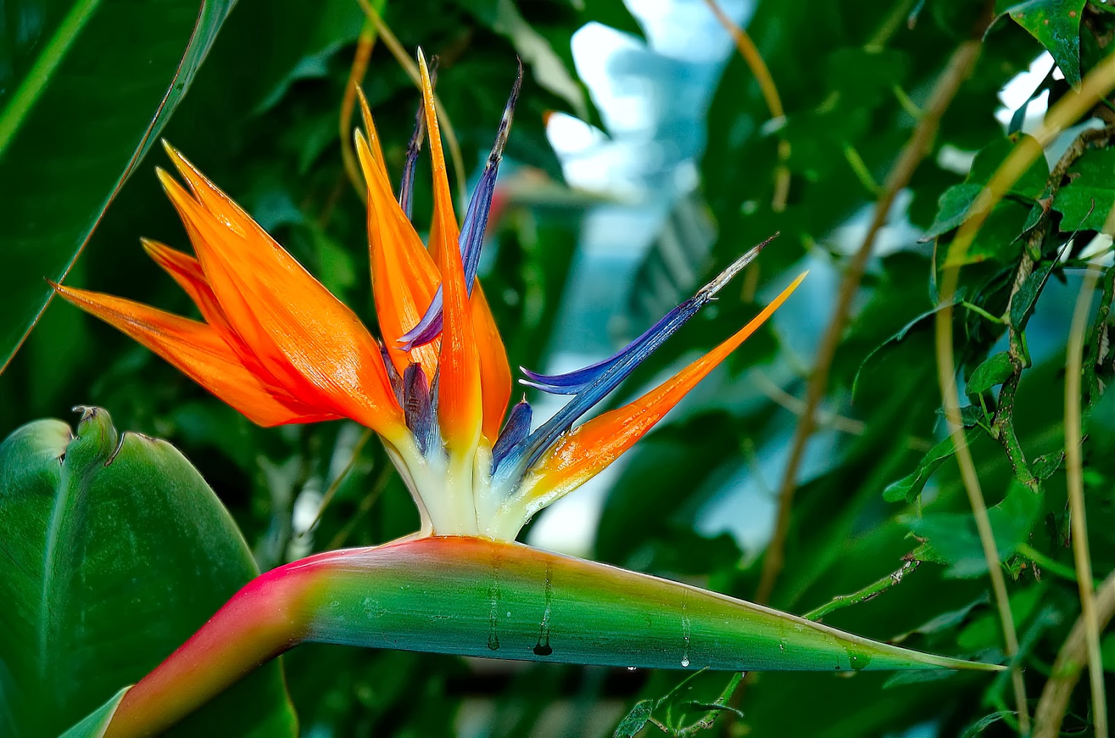 Beautiful Wallpapers for Desktop: Bird of Paradise wallpapers hd