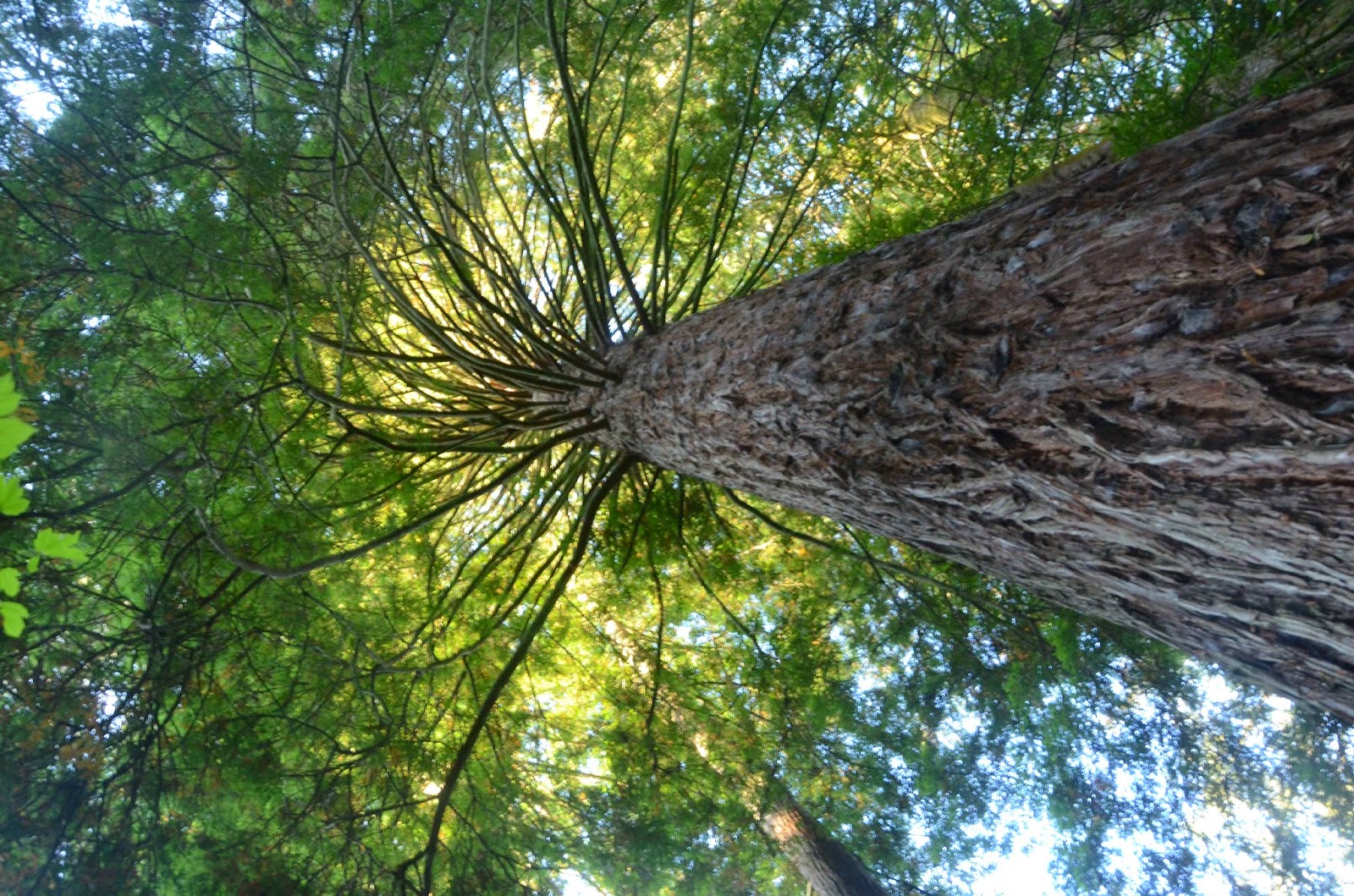 A Day at a Time Day 4 Zipping through the Trees, Jumping into Canyons, and Some Redwood Trees