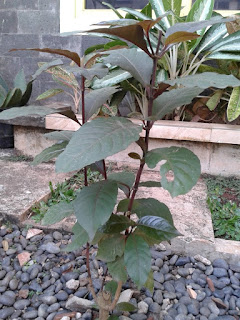 obat ambeien tradisional paling ampuh