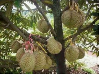 Durian Info: Royal ASFA50 Durian