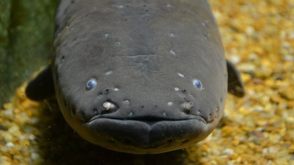 No Mar Profundo: Nova espécie de peixe-elétrico descoberta na Amazônia ...